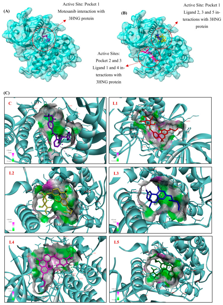 3D Molecular docking simulations of (A) Motesanib and (B) the top five cannabinoid derivatives at the active site of VEGFR-1 (PDB ID: 3HNG), visualized using UCSF ChimeraX. (C) 3D and (D) 2D interaction diagrams depicting the binding poses of Motesanib and the top five cannabinoid derivatives with VEGFR-1 (PDB ID: 3HNG), generated using BIOVIA Discovery Studio (C: Control, L1: Ligand 1, L2: Ligand 2, L3: Ligand 3, L4: Ligand 4, L5: Ligand 5). The ligands are color-coded for clarity: purple represents Motesanib (C), red for 11-Nor-9-Tetrahydro Cannabinol-9-Carboxylate Acyl -D-Glucuronide (L1), yellow for 11-Nor-9-Carboxy-Delta9-Tetrahydrocannabinol Glucuronide (L2), blue for 2′-Hydroxy-Delta (9)-THC (L3), pink for THC-11-Oic Acid Glucuronide (L4), and green for Cannabinol, Heptafluorobutyrate (L5).