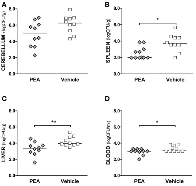 Exogenous PEA reduces bacterial spread in aged mice after the induction of E. coli K1 meningoencephalitis. Concentrations of E. coli K1 were quantified in (A) cerebellum, (B) spleen, and (C) liver (as log10CFU/g), as well as in (D) blood (as log10CFU/ml) of animals sacrificed 24 h after infection with 3,000 CFU E. coli K1/mouse (n= 10 mice/group, data from two independent experiments). Each symbol represents an individual mouse and bars indicate median values. **P < 0.01, *P < 0.05 between PEA and vehicle groups, using the Mann–Whitney U-test.