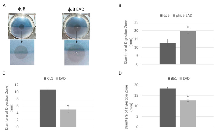 Lysin and EAD cell digestion activity. (A) Digestion clearing zone formed on autoclaved L. delbrueckii 15808 cells spotted with 10 µM of ΦJB-lys (left) and ΦJB-EAD (right) and incubated at 37 °C for 1 h. The arrow points to a zoomed-in image of the digestion zone to better show the border characteristics. (B–D) Diameters of the digestion zones formed after spotting 10 µM of (B) ΦJB-lys and ΦJB-EAD on autoclaved L. delbrueckii 15808 and 10 µM of (C) CL1-lys and CL1-EAD and (D) Jlb1-lys and Jlb1-EAD on autoclaved L. jensenii SJ-7A-US. Representative data from three independent experiments are shown (n = 3). A t-test was used to compare zones formed by the full lysin and EAD domain; *, significant (p < 0.05).