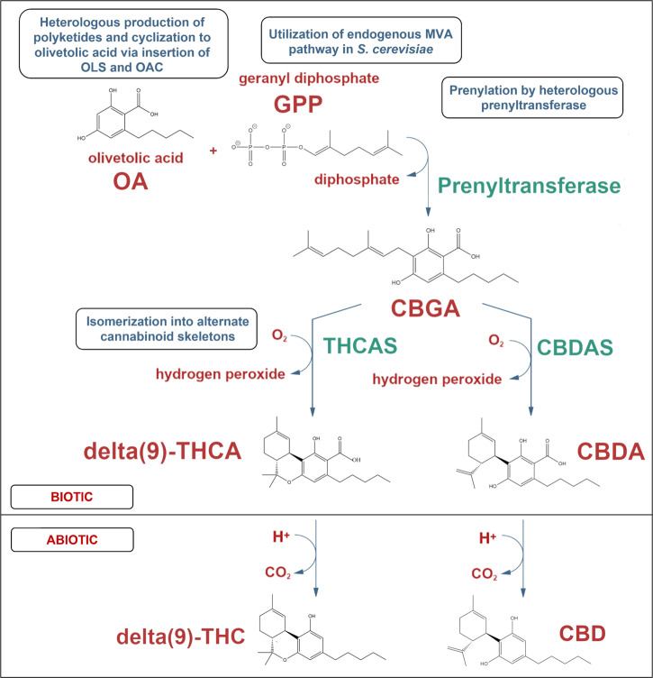 General overview of the biosynthesis of cannabinoids.In a yeast cell factory, polyketide synthesis is heterologously inserted and the naturally occurring fatty acid metabolism of yeast is exploited to produce olivetolic acid (OA). The endogenous mevalonate pathway of yeast is then manipulated to overproduce geranyl diphosphate (GPP). GPP and OA are then prenylated together into cannabigerolic acid (CBGA) by a heterologous prenyltransferase. Last, heterologous isomerases are employed to produce alternate cannabinoid skeletal arrangements such as Δ9-THCA and CBDA, where these could then abiotically be decarboxylated into Δ9-THC and CBD.