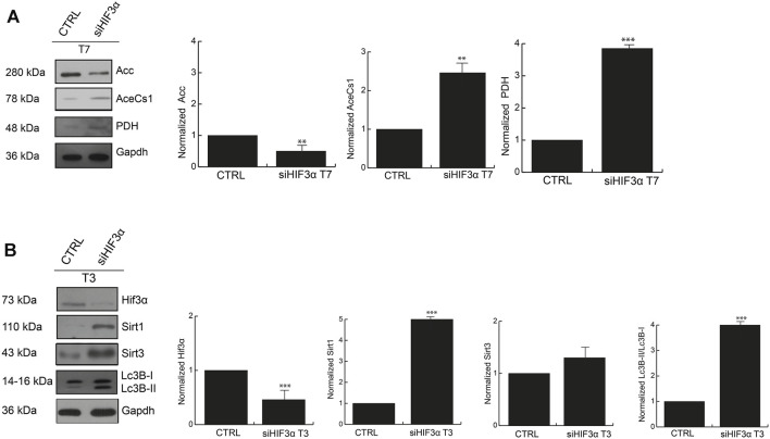 The inhibition of Hif3α induces fatty acids synthesis enzymes (A) Western blot analysis of Acc, AceCS1 and PDH in siHif3α after 7 days of differentiation induction. SIRTs are activated in absence of Hif3α (B) Western blot analysis of Hif3α, Sirt1, Sirt3 and Lc3B-I/II detected in siHif3α adipocytes at T3. Densitometry values are mean ± SEM of biological triplicates and are graphed as normalized for relative housekeeping (Actin or Gapdh) using the ImageJ Gel Analysis tool and expressed as fold change. Gapdh was showed as representative housekeeping. (n = 3; ***p ≤ 0.001, **p ≤ 0.01 vs. control cells).