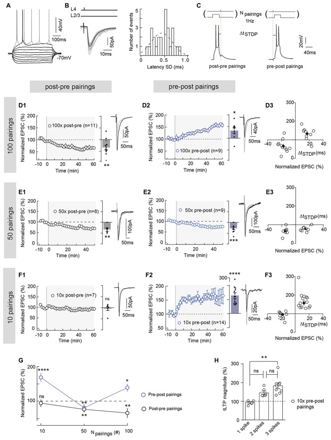 Polarity of spike-timing dependent plasticity (STDP) varies upon number of pairings (Npairings) and Npairings = 10 induce spike-timing-dependent long-term potentiation (tLTP) in neocortical layer 2/3. (A) Characteristic voltage responses of a pyramidal cell to a series of 500 ms current pulses from −150 to +90 pA with current steps increasing by 30 pA (black traces) and to +60 pA above spike threshold (gray trace). (B) Cortically-evoked pyramidal cell EPSCs (averages of 15 traces; left panel). Distribution of latency SD, centered on 0.47 ms and fitted by a Gaussian function, indicate a monosynaptic cortical transmission because inferior to 1 ms (right panel). (C) Experimental design of STDP paired stimulations: two spikes evoked in pyramidal cell were paired with a single cortical layer 4 electrical stimulation; this pairing being repeated 10, 50 or 100 times at 1 Hz. ΔtSTDP indicates the time between pre- and postsynaptic stimulations. ΔtSTDP < 0 and ΔtSTDP > 0 refer to post-pre and pre-post pairings, respectively. (D) 100 pairings induced bidirectional Hebbian plasticity at neocortical layer 2/3 synapses. (D1,D2) Summary of timing-dependent long-term depression (tLTD) and tLTP induced by 100 post-pre (n = 11 cells from 8 rats; ΔtSTDP = −17 ± 2 ms) (D1) and 100 pre-post pairings (n = 9 cells from 6 rats; ΔtSTDP = +17 ± 2 ms) (D2), respectively. (D3) Graph summarizing STDP (bidirectional Hebbian) occurrence for 100 pairings. (E) 50 pairings induced symmetric anti-Hebbian tLTD. (E1,E2) Summary of STDP experiments showing tLTD for both post-pre (n = 8 cells from 5 rats; ΔtSTDP = −15 ± 1 ms) (E1) and pre-post (n = 9 cells from 5 rats; ΔtSTDP = +14 ± 2 ms) (E2) pairings. (E3) Graph summarizing STDP (symmetric anti-Hebbian tLTD) occurrence for 50 pairings. (F) 10 pairings induced unidirectional Hebbian plasticity. (F1,F2) Summary of STDP experiments showing the absence of STDP and tLTP induced by 10 post-pre (n = 7 cells from 3 rats; ΔtSTDP = −16 ± 2 ms) (F1) and 10 pre-post (n = 15 cells from 6 rats; ΔtSTDP = +13 ± 1 ms) (F2) pairings, respectively. (F3) Graph summarizing STDP (unidirectional Hebbian) occurrence for 10 pairings. (G) Summary graph illustrating the cortical STDP expression and polarity for 100, 50 and 10 post-pre and pre-post pairings. (H) Relationship between the number of postsynaptic action potentials (per pairing) and the synaptic efficacy changes after 10 pre-post pairings (one way analyses of variance (ANOVA) test, p = 0.0027, F = 8.794. 1 spike vs. 2 spikes, p = 0.0892; 2 spikes vs. 3 spikes, p = 0.1545; 1 spike vs. 3 spikes, p = 0.0020). Representative traces are the average of 15 EPSCs during baseline (black traces) and 50 min after STDP protocol (gray traces). Error bars represent SD. *p < 0.05; **p < 0.01; ***p < 0.005; ***p < 0.0001. ns, not significant.