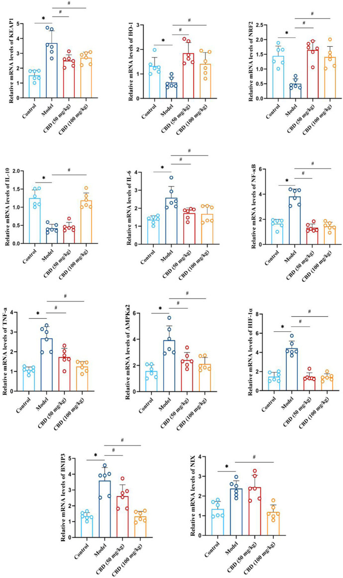 Effect of CBD on mRNA expression of HO-1, Nrf2, Keap1, IL-10, IL-6, NF-κB, TNF-α, AMPKα2, Hif-1α, BNIP3 and NIX in skeletal muscle of exhaustive exercise rats. Data are expressed as means ± S.D, one-way ANOVA, *p < 0.05 as compared to the control group; # p < 0.05 as compared to the model group.