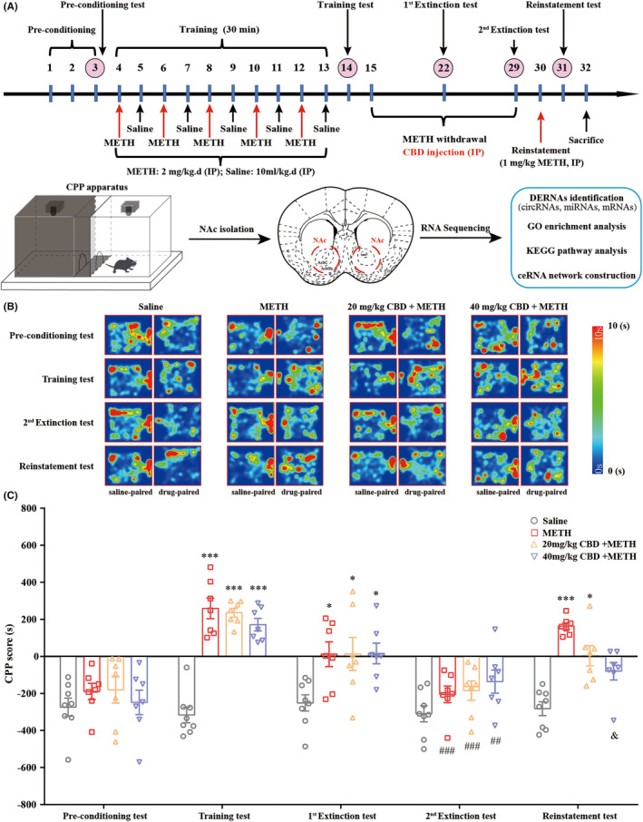 Chronic administration of CBD inhibits METH‐induced CPP reinstatement in mice. (A) CPP test and RNA sequencing protocols. (B) Heat maps of mice's track in the CPP apparatus. (C) Administration of CBD (40 mg/kg, but not 20 mg/kg) during the 14‐day extinction phase inhibited METH‐induced CPP reinstatement in mice. *p < 0.05, ***p < 0.001 versus Pre‐conditioning test; ## p < 0.01, ### p < 0.001 versus Training test; & p < 0.05 versus METH group. Data were analyzed by two‐way ANOVA followed by Tukey's multiple comparison test, and all values are presented as the mean ± SEM (n = 7–8).