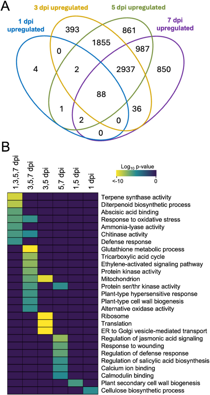 Upregulated differential gene expression of C. sativa infected with S. sclerotiorum over a seven-day infection period. (A) Venn diagram of significantly upregulated differentially expressed gene sets (FDR < 0.05) in response to infection. (B) Heatmap of significantly enriched GO terms (FDR < 0.01) resulting from timepoint-specific and shared subsets. A brighter yellow colour indicates greater statistical significance. dpi = days post inoculation.