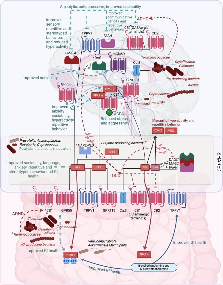 The endocannabinoidome (eCBome)–gut microbiome–brain axis in autism spectrum disorder and related comorbidities. The brain is represented in the upper part, while the gut is represented in the lower part. In both organs, the eCBome receptors, ion channels and enzymes are present. The eCBome mediators most investigated are shown. Black lines indicate their binding activity with the respective target receptors, ion channels and enzymes. Gut microbial taxa involved in gut–brain axis communication are graphically designed. Green arrows indicate a therapeutic modulation; red arrows indicate a pathological modulation. Lines terminating with a dash indicate an activity inhibition, while those terminating with an arrow indicate an activation. The asterisk indicates a modulation whose effect is not clear. Propionic acid (PA), Obsessive compulsive disorder (OCD), Attention deficit hyperactivity disorder (ADHD), Serotonin (5-HT), Dopamine receptors D1-3 (D1-3), metabotropic glutamate receptor 5 (mGlu5R), 1-Palmitoyl-glycerol (1-PG), 2-Palmitoyl-glycerol (2-PG), Peroxisome proliferator-activated receptor-alpha (PPAR-α), Peroxisome proliferator-activated receptor-gamma (PPAR-γ), N-acyl phosphatidylethanolamine phospholipase D (NAPE-PLD), Fatty acid amide hydrolase (FAAH), Diacylglycerol-lipase (DAGL), Monoacylglycerol lipase (MAGL), N-acylethanolamines (NAEs), Palmitoylethanolamide (PEA), Oleoylethanolamide (OEA), Anandamide (AEA), 2-Arachidonoylglycerol (2-AG), Arachidonylcyclopropylamide (ACPA), Transient receptor potential vanilloid 1 (TRPV 1), Gamma-aminobutyric acid (GABA), Cannabinoid type 1 receptor (CB1), Cannabinoid type 2 receptor (CB2), G protein-coupled receptor 55 (GPR55), G protein-coupled receptor 119 (GPR119). Created with BioRender.com