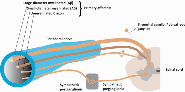 Components of a primary afferent nerve (Adapted from Rathmell and Fields, 2015).16