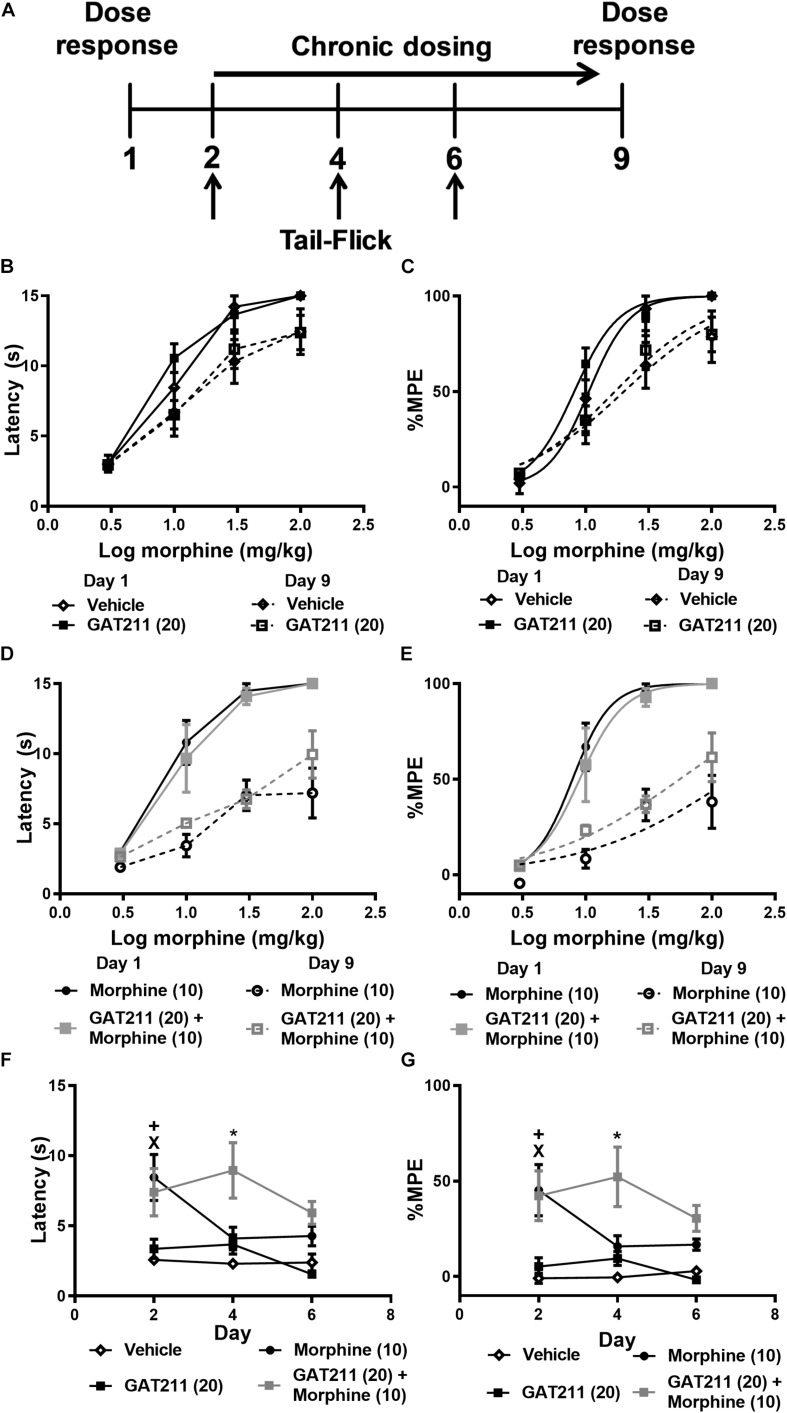 Co-treatment of GAT211 with morphine reduces tolerance to morphine antinociception in the tail-flick test. Schematic shows timing of experimental procedures (A); vertical arrows show time of assessment of tail flick latencies, which were measured 30 min following drug administration (i.p.) on days 2, 4, and 6 of repeated dosing (A). Ascending doses of morphine (0, 1, 3, 10, 30, 100 mg/kg i.p.) produced dose-dependent increases in tail-flick antinociception. Repeated injections of vehicle or GAT211 (20 mg/kg i.p. × 7 days) did not reliably shift the morphine dose response curve (B,C). Repeated injection of morphine (10 mg/kg i.p. × 7 days) produced a right-ward shift in the dose-response curve of morphine in producing antinociception in the tail-immersion test (D,E). The combination of GAT211 (20 mg/kg i.p.) + morphine (10 mg/kg i.p.) also produced a right-ward shift in the dose-response curve for morphine to produce tail-flick antinociception albeit to a lesser degree (D,E). Tolerance to morphine-induced antinociception in the tail immersion test was delayed by co-treatment with GAT211 (20 mg/kg i.p.) (F,G). GAT211+ morphine cotreatment produced heightened antinociception on day 4 but not on day 6 of repeated injections compared to all other groups (F,G). Vehicle and GAT211 do not elicit tail-flick antinociception when administered alone (F,G). Data are expressed as tail-flick latencies in seconds (B,D,F) and values transformed to % MPE (C,E,G) values. XP < 0.05 morphine vs. Vehicle and GAT211, +P < 0.05 GAT211 + morphine vs. Vehicle and GAT211 *P < 0.05 GAT211 + morphine vs. all other groups, two-way ANOVA followed by Bonferroni post-hoc. Mean ± SEM (n = 6 per group).