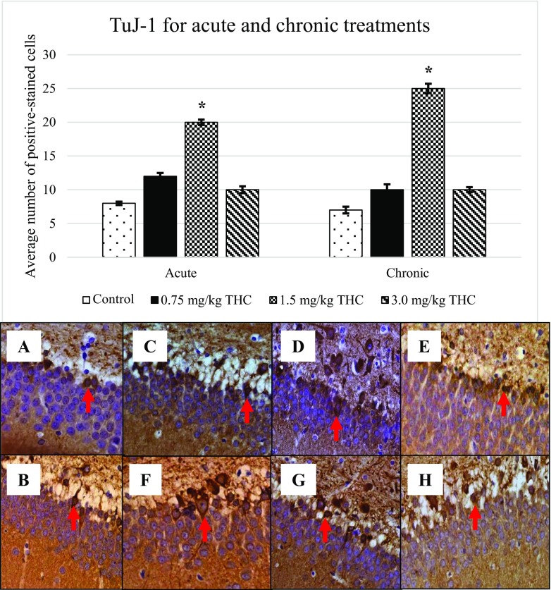 Increment of class III β-tubulin (TuJ-1). Arrows above show the TuJ-1-positive cell that appeared brownish in colour. Pictures of a and b show the positive cell of control, c–e are for acute treatment, while f–h are for chronic treatment