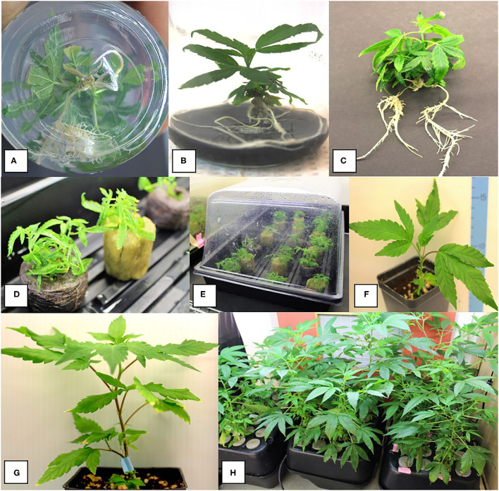 Root development on shoots after 8–10 weeks of growth in tissue culture and acclimatization to produce plants. (A,B) Spontaneous development of roots on nodal explants. (C) Plantlets were removed from tissue culture and transferred to coco growth media and placed under high humidity conditions for 2 weeks. (D,E) Acclimatization of plantlets from meristems of genotype MBD in different growth substrates. Plantlets were removed from tissue culture jars after 12 weeks of growth on the MM and placed into rockwool or peat under humid conditions for 14 days. Rockwool or peat plugs were soaked in a fertilizer mix of 1 ml/L of pH Perfect® Sensi Grow A&B and CALiMAGIc (General Hydroponics, Santa Rosa, CA, United States) in ~pH 5.8 water. (F,G) Growth of plants on a coco potting medium under ambient conditions following successful acclimatization. (H) Hydroponic system filled with 8 L of the fertilizer mix with vigorous growth of plants derived from meristem tissue cultures.