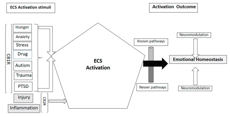 Schematic representation of stimuli that can activate the endocannabinoid system (ECS) and their impact through endocannabinoid receptors CB1R and CB2R, some pathways of neuromodulation are known, newer research studies are constantly revealing newer pathways.