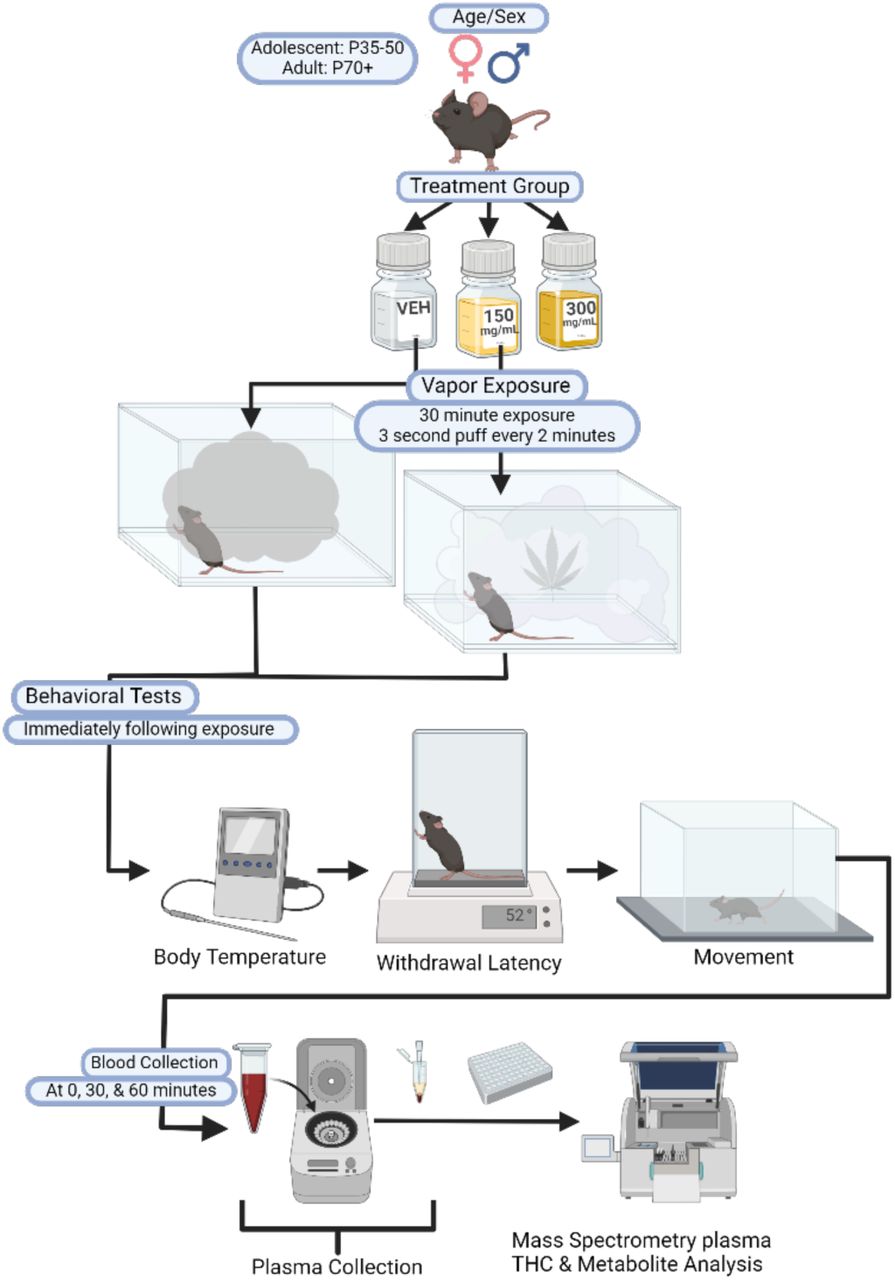 Schematic of the experimental paradigm. Adolescent and adult mice of both sexes were exposed to either vehicle, 150 mg/ml, or 300 mg/ml cannabis vapor for one 30-minute session. Blood was collected either immediately after the session (0-min timepoint) or after completion of behavioral testing (body temperature, hot plate, and open field) at 30 or 60 min after the vapor session. Blood samples were centrifuged, and plasma collected for THC and metabolite measurements via mass spectrometry.