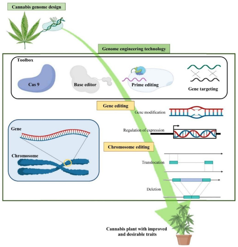 A schematic view of Cannabis genome engineering.