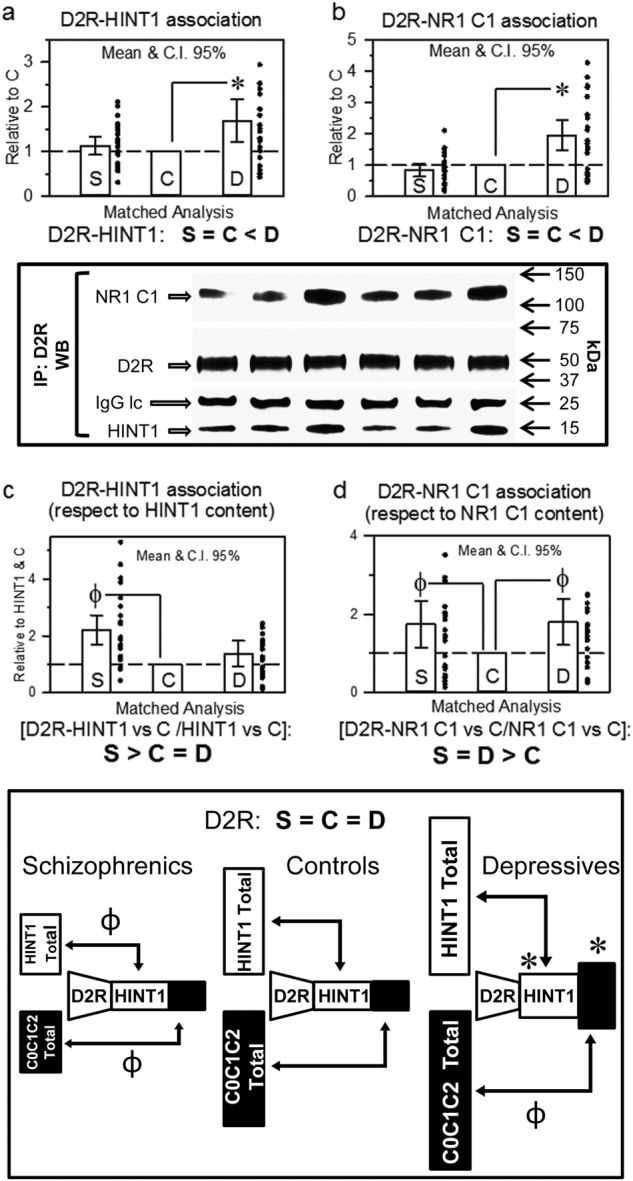 D2R association with HINT1 and NR1 C1 subunits in postmortem human prefrontal cortices of schizophrenic and depressive subjects: a comparative study vs. controlsThe D2R was immunoprecipitated, and its association with HINT1 (a) and NR1 C1 subunits (b) was determined by western blotting. Representative blots are shown. Left, S/C/D triplet 9; right S/C/D triplet 10 (see Supplementary Table S1 and Fig. S1). Data expression and analyses as in Figs. 1 and 2. The D2R-associated HINT1 and NR1 C1 were referred to total HINT1 (c) and NR1 C1 (d) content, respectively. Inset: diagram showing the presence of D2Rs and their association with HINT1 and NMDAR NR1 C1 subunits relative to the total content of these proteins in the study groups. *, Ф p < 0.05 vs control in LSD post-hoc analyses