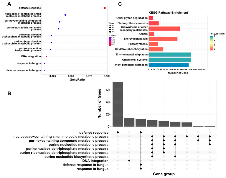 GO enrichment analysis of flexible genes. (A) Dotplot of flexible genes (BP). (B) Upsetplot of flexible genes (BP). (C) KEGG enrichment analysis of flexible genes. The functions of flexible genes are mainly related to adaption to the environment.
