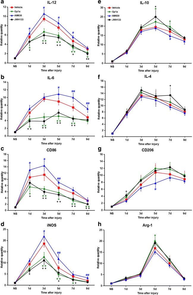 M1/M2-associated gene expression changes after JWH133, GP1a or AM630 treatment. a-d M1-associated mRNA expressions, including IL-6, IL-12, CD86 and iNOS. e-h M2-associated mRNA expressions, including IL-4, IL-10, CD206 and Arg-1. Data are mean ± SD. + P < 0.05, ++ P < 0.01, JWH133 versus vehicle; * P < 0.05, ** P < 0.01, GP1a versus vehicle; # P < 0.05, ## P < 0.01, AM630 versus vehicle