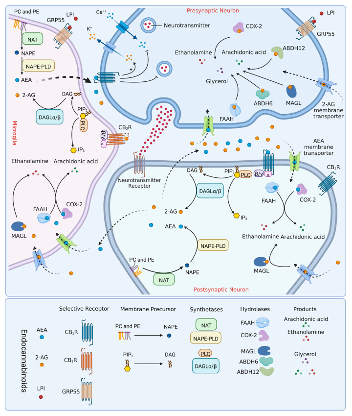 Components of the endocannabinoid system are involved in the main routes of biosynthesis, action, and degradation of endocannabinoids in the nervous system. 2-AG is mainly produced from the hydrolysis of DAG, mediated by two diacylglycerol lipases DAGLα/β. DAG is derived from phosphatidylinositol trisphosphate (PIP2), hydrolyzed by PLC. Most AEA appears to be derived from its membrane precursor, NAPE, which is produced by N-acyltransferase (NAT) using phosphatidylethanolamine (PE) and phosphatidylcholine (PC). NAPE can be hydrolyzed by a specific phospholipase D (NAPE-PLD). Microglia may be the primary cellular source of 2-AG and AEA in neuroinflammatory conditions, as they are capable of producing 20 times more endocannabinoids than other glial cells and neurons. AEA and 2-AG benefit from their strong lipid solubility and can be released into the intercellular space through the cell membrane soon after production. AEA mainly plays a role by activating CB1R expressed on the presynaptic membrane and postsynaptic membrane. 2-AG can not only activate CB1R, but also activate CB2R expressed on microglia. After performing their functions, endocannabinoids undergo re-uptake into the neurons and microglia by membrane transporters and are hydrolyzed by different enzymes. 2-AG is degraded by MAGL, ABHD-6, ABHD-12, or COX-2 into arachidonic acid, ethanolamine, and glycerol, while AEA is mainly metabolized by FAAH or COX-2 into arachidonic acid and ethanolamine.