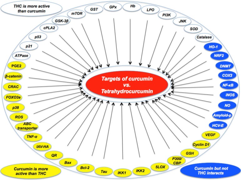 Molecular targets of curcumin vs tetrahydrocurcumin. Curcumin is more effective in modulating some targets, but tetrahydrocurcumin is more effective in others. Some molecules are modulated only by curcumin and not by tetrahydrocurcumin.