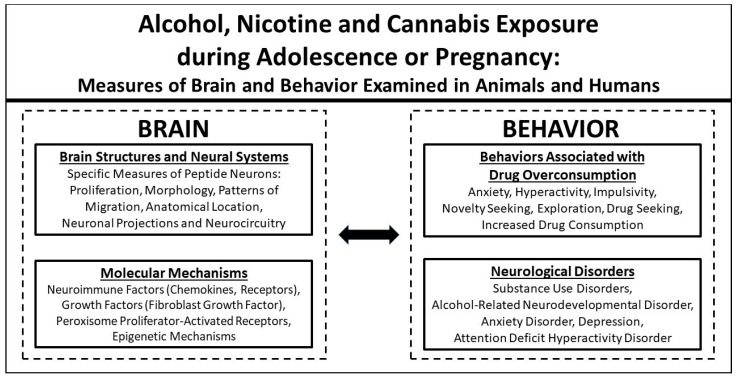 Summary of brain measures (neural peptides and molecular mechanisms) and specific behaviors and neurological disorders that are discussed in this review and affected by drug use during adolescence or pregnancy, contributing to overconsumption of the drugs.