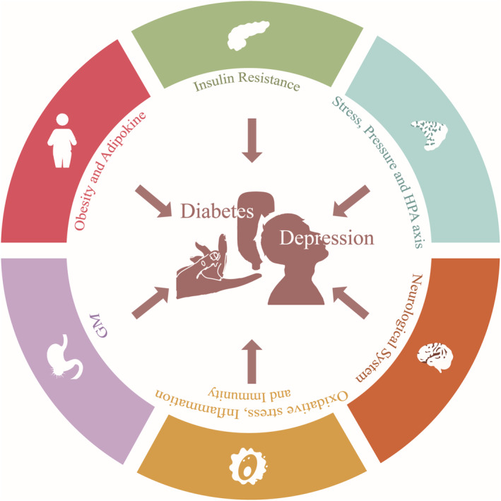 The pathogenesis underlying the comorbidity between diabetes mellitus and depression. HPA, Hypothalamic–Pituitary–Adrenal; GM, Gastrointestinal Microbiome. By Figdraw.