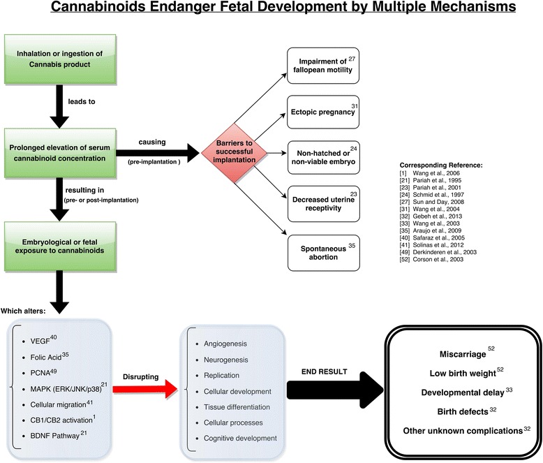 Overview of cannabinoid action on fetal developmental mechanisms. A flowchart of the proposed mechanisms by which cannabis affects embryological and fetal development. Note that many “end result” outcomes were observed in animal models
