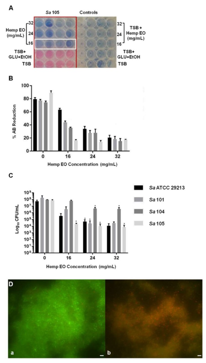 The evaluation of minimum biofilm eradication concentration (MBEC) of the hemp EO versus Staphylococcus aureus biofilm determined using the AB assay, live/dead staining, and fluorescent microscopy analysis and colony-forming unit (CFU) counts. (A) Representative image of colorimetric MBEC determination using AB. The white rectangles indicate the MBECs at 24 mg/mL S. aureus 105. (B) The plot shows the percent reduction of AB in the S. aureus broth cultures at different hemp EO concentrations compared to the corresponding untreated samples (0) evaluated as indicated in Section 2. (C) CFU count of treated and untreated S. aureus biofilms. (D) Representative image of S. aureus (a) untreated and (b) treated biofilms with 24 mg/mL hemp EO. The biofilms were stained with a live/dead kit and visualized using fluorescent microscopy. The green fluorescence indicates live cells, whereas the red fluorescence indicates dead cells or cells with a compromised cell wall. TSB: tryptic soy broth; GLU: glucose. Data are presented as the mean of three replicates of three independent experiments; * p ˂ 0.05 vs. the controls (0).