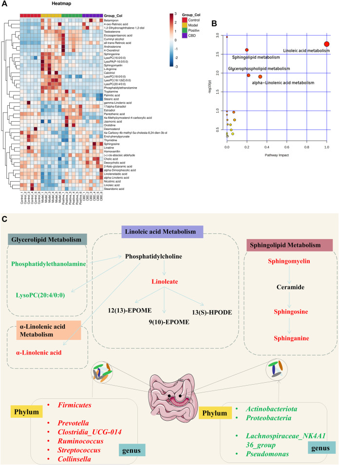 (A) Heat map of the differentially abundant metabolites in all groups. The degree of color saturation determines a difference in metabolite expression values between groups. Blue and red indicate the down-regulation and upregulation of MOD and CON expression, respectively. (B, C) Metabolic pathway analysis of crucial biomarkers.