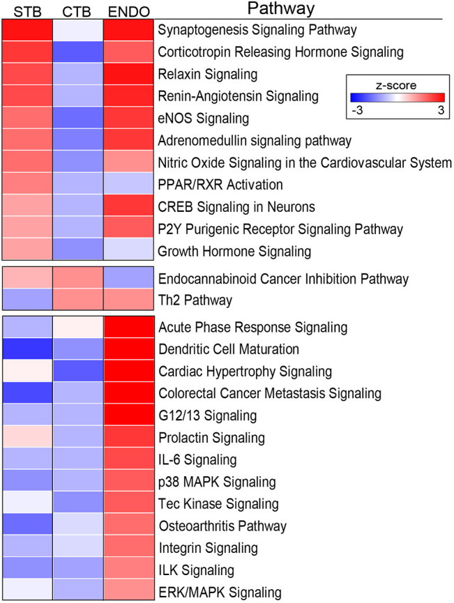 Ingenuity Pathway Analysis of the differentially expressed genes among trophoblast subpopulations. Pathways were assigned a z-score based on the predicted impact of DEGs, either activation (+) or deactivation (−). Significant pathways had a −log(P-value)>1.3, an absolute z-score>2, and contained at least four members in a unique combination. The data are displayed as a heatmap showing the z-score as a variation in color from blue (decreased expression) to red (increased expression) for each trophoblast subtype. The results were notable for the number signaling pathways that were identified.