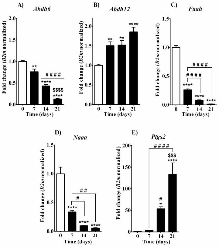 Analysis of mRNA expression of main EC and related NAE catabolic enzymes in MC3T3-E1 cells during the differentiation process. (A) Abdh6, (B) Abdh12, (C) Faah, (D) Naaa, (E) Ptgs2. Samples were collected at different time points before (day 0) and after (days 7, 14, and 21) the induction of the differentiation process by cultured medium supplemented with β-glycerophosphate and ascorbic acid. Data are presented as fold change (mean ± SEM) normalized to the expression of reference gene 2-microglobulin (B2m) and compared to the control group (day 0). Statistical analysis was performed using a one-way ANOVA followed by Tukey’s post hoc test; p values < 0.05 were considered significant. * denotes significant differences vs. day 0; # denotes significant differences vs. day 7; $ denotes significant differences vs. day 14. Meaning of symbols: one denote p < 0.05; two denotes p < 0.01; three denotes p < 0.001 and four denotes p < 0.0001.