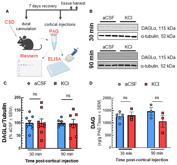 Reduced 2-AG in the PAG is not linked to decreased enzymatic synthesis by DAGL. Dural cannula was surgically implanted to female Sprague Dawley rats. After recovery period, PAG samples were harvested at different time-points (30 and 90 min) after cortical injection of KCl (0.5 µl, 1M) or aCSF (0.5 µl), then subjected to Western-immunoblotting and DAG ELISA. (A) Schematic of measuring the expression of DAGL and DAG level in PAG samples after CSD induction. (B) Representative immunoblots indicating DAGLα and α-tubulin as a loading control in PAG samples harvested at 30 and 90 min after CSD induction or aCSF injection. (C) Cortical KCl did not significantly change DAGLα expression as compared to aCSF control at times when 2-AG are reduced. All data represent the % of aCSF relative expression of DAGLα ± SD (n = 3-4). KCl vs. aCSF ns = non-significant, F time × treatment (3,28) = 2.169, p = 0.11 as assessed by two-way ANOVA with Bonferroni post-test. (D) There was no significant difference in the level of DAG, the precursor of 2-AG in PAG samples harvested at 30 and 90 min after cortical injection of KCl as compared to aCSF controls. Data show the average amount of DAG precursor (pg/g) in PAG samples ± SD (n = 3–4). KCl vs. aCSF ns = non-significant, F time × treatment(1,9) = 1.914, p = 0.20 as assessed by two-way ANOVA with Bonferroni post-test.