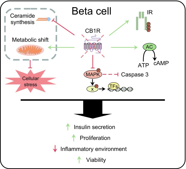 Suggested mechanism of action of CB1R in pancreatic beta cells. Absence of CB1R, or its pharmacological blockade, increases IR sensitivity and AC activity. Ablation of CB1R also blocks ceramide synthesis and induces a metabolic shift towards reduced mitochondrial respiration, reducing cellular oxidative stress. In addition, ablation of CB1R lowers MAPK activation by phosphorylation and therefore its downstream signalling (X), leading to reduced activity of transcription factors (TFs) that regulate inflammatory cytokines and caspase 3 cleavage. Taken together, these changes lead to improved beta cell functional capacity, as demonstrated by increased insulin secretion, increased preservation of beta cell mass by inducing beta cell proliferation, and improved beta cell viability through a reduction in the inflammatory environment