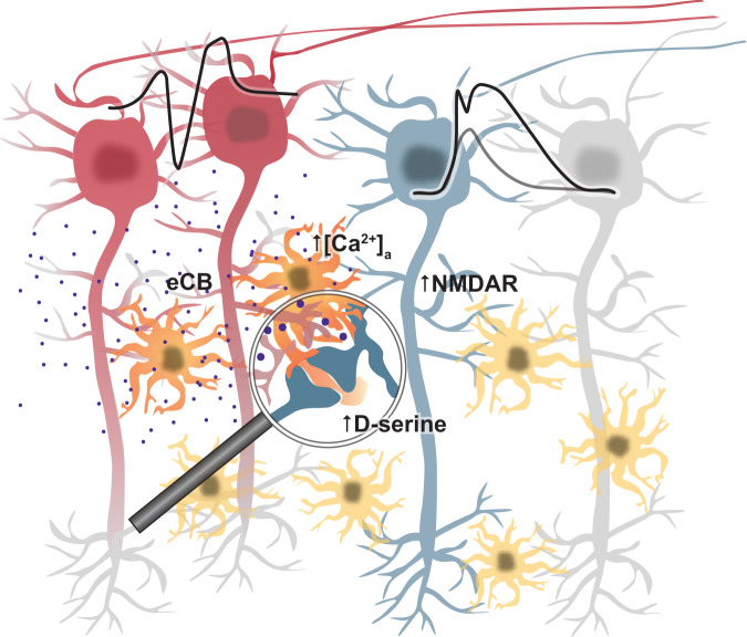Schematic of the astrocytic mechanism closing a positive feedback loop targeting dendritic spiking.Active pyramidal cells (red) trigger the release of endocannabinoids, which act on astrocytic CB1 receptors and thereby increase extracellular D-serine levels. This leads to increased opening of NMDARs, a lower threshold of dendritic spikes and a higher NMDAR component. This positive feedback loop is primarily engaged by theta-like activity of pyramidal cells.