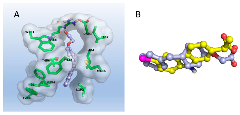 (A): docking pose of compound 5. (B): molecular superposition with carprofen (yellow carbons).