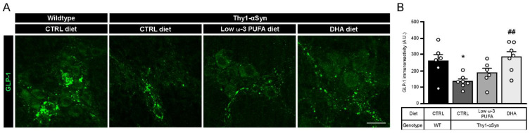 Increase in GLP-1 levels by a high DHA diet. (A) Immunofluorescence of GLP-1 in wild-type and Thy1-αSyn mice reveals the presence of the incretin in the myenteric plexus. Scale bar = 60 μm. (B) Quantification of the peptide revealed a lower expression in Thy1-αSyn mice compared with wild-type littermates. Transgenic mice fed with DHA-enriched diet show a higher level of GLP-1 than mice fed the control diet (one-way ANOVA: p = 0.0058). Tukey’s post-hoc tests: * p < 0.05 compared with wild-type mice; ## p < 0.01 compared with Thy1-αSyn on control diet. Abbreviations: A.U., arbitrary unit; CTRL, control; DHA, docosahexaenoic acid; GLP-1, glucagon-like peptide-1; WT, wild-type. (white dots) show an increase of varicosities per 100 μm of dendrites in transgenic mice fed with DHA-enriched diet compared to control diet.