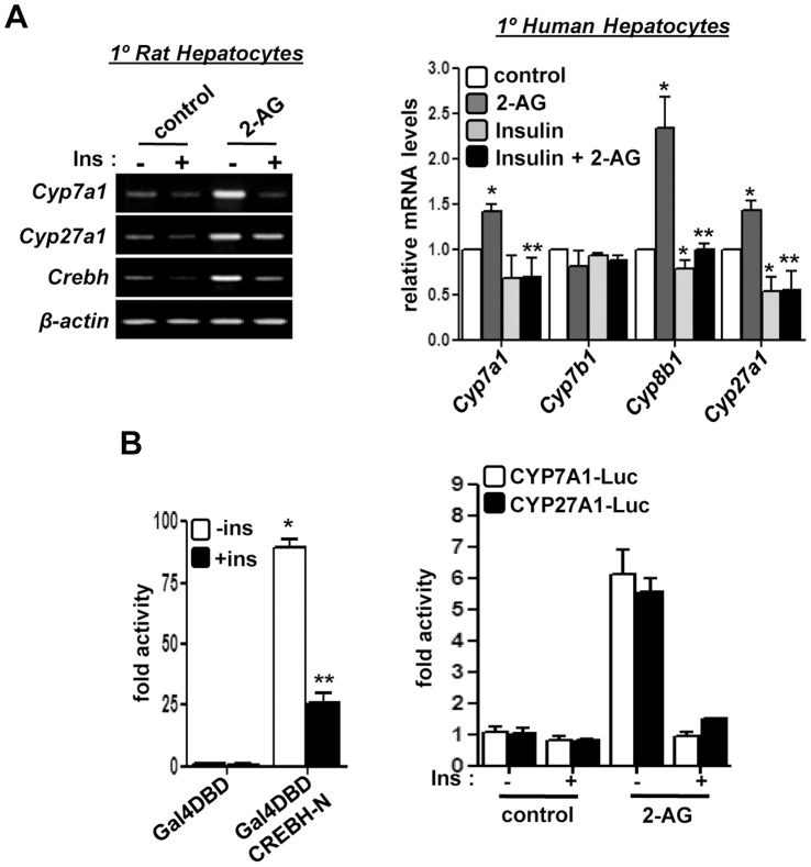 Insulin treatment protects against alcohol-induced deregulation of bile acid homeostasis.(A) Primary rat and human hepatocytes (n = 3) were treated with 2-AG-ether in the absence or presence of insulin as indicated. RNA was extracted for semi-quantitative PCR analysis (left) or qRT-PCR analysis (right). Images are representative of 3 independent experiments. *p<0.05 vs. control, **p<0.05 vs. 2-AG-ether-treatment. (B) HepG2 cells were co-transfected with Gal4-luciferase reporter and Gal4DBD or Gal4DBD CREBH-N. 36 hrs post transfection cells were treated with insulin for further 12 hrs (left). Luciferase assay was performed using CYP7A1 and CYP27A1-promoter luciferase reporters with indicated treatments (right). Luciferase activity was assessed and represented as fold activity. *p<0.05 vs. untreated control. Data represents mean ± SE.