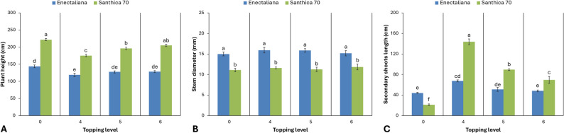 Morphological characteristics of hemp cultivars under different topping levels