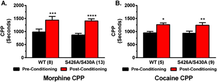 Conditioned place preference for morphine and cocaine is not changed in S426A/S430A mutants.CPP for either 10 g/kg of morphine (A) or 10 mg/kg cocaine (B) was examined in S426A/S430A mutants and wild-type littermates. Pre-conditioning (black bars) and post-conditioning (red bars) place preference was measured before and after eight days of place preference conditioning. Error bars represent the SEM and data analyses were performed using two-way repeated measure ANOVAs with Bonferroni post-hoc tests (*p<0.05, **p<0.01, ***p<0.001, ****p<0.0001). Sample sizes for each group are in parentheses.