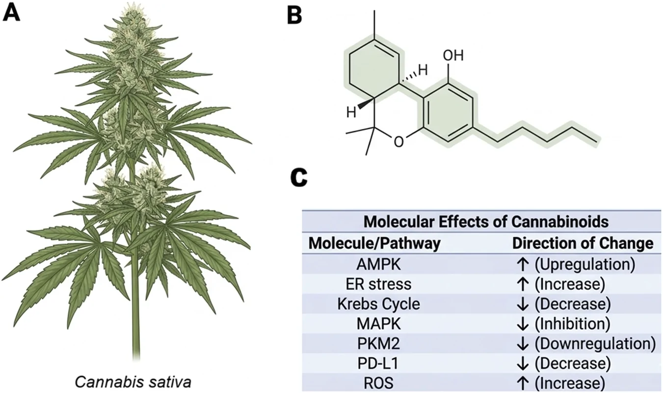 Panel A shows an illustration of a Cannabis sativa plant with identifiable leaves and flowers. Panel B displays the chemical structure of a cannabinoid molecule. Panel C presents a table titled "Molecular Effects of Cannabinoids," listing molecules or pathways and their direction of change: AMPK and ER stress are upregulated, Krebs Cycle, MAPK, PKM2, and PD-L1 are downregulated or inhibited, and ROS is increased.