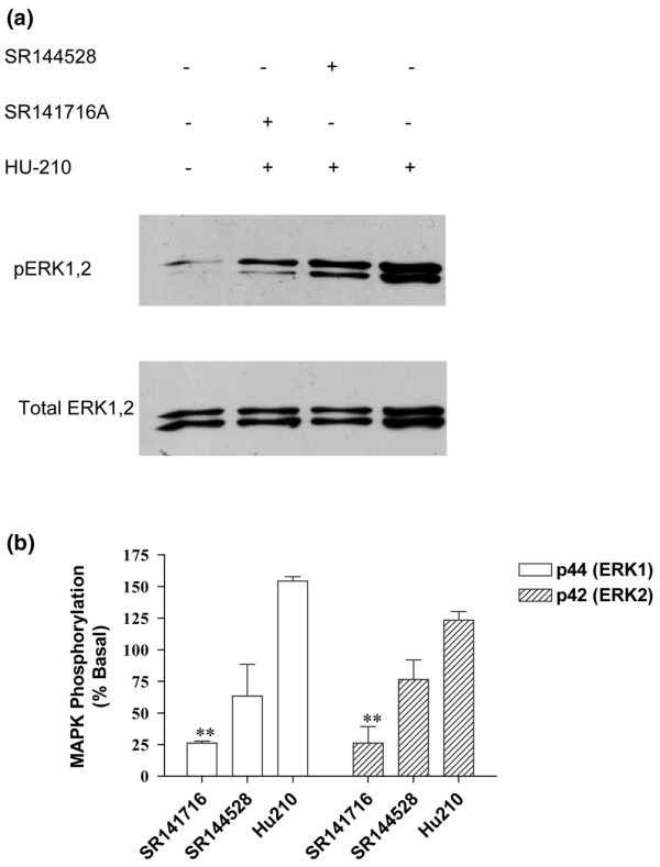 Pre-incubation of fibroblast-like cells with the cannabinoid receptor 1 (CB1) antagonist SR141716A (1 μM) for 10 minutes prior to exposure to HU210 (for a further 10 minutes, 0.1 μM) significantly blocked HU210-induced phosphorylation of p44 (ERK1) and p42 (ERK2). The cannabinoid receptor 2 (CB2) antagonist SR144528 (1 μM) did not significantly alter HU210-induced phosphorylation of p44 (ERK1) and p42 (ERK2). Data are expressed as (a) immunoblots with levels of phosphorylated mitogen-activated protein kinase (MAPK) in the top band and total loading of protein below and as (b) mean percentage of the unstimulated basal levels of MAPK phosphorylation ± standard error of the mean (n = 3 synovia). Comparison between drug treatment groups was carried out using one-way analysis of variance. **P < 0.05 versus HU210. ERK, extracellular signal-regulated kinase.