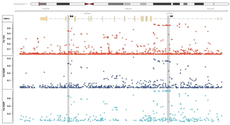 Fst values for SNPs within and around the TRPV1 gene region (17:3560446-3619411) obtained from the 1 KGP Phase 3 dataset (red), EGDP dataset (dark blue), and SGDP (clear blue). Genotyped regions R1 and R2 are highlighted.