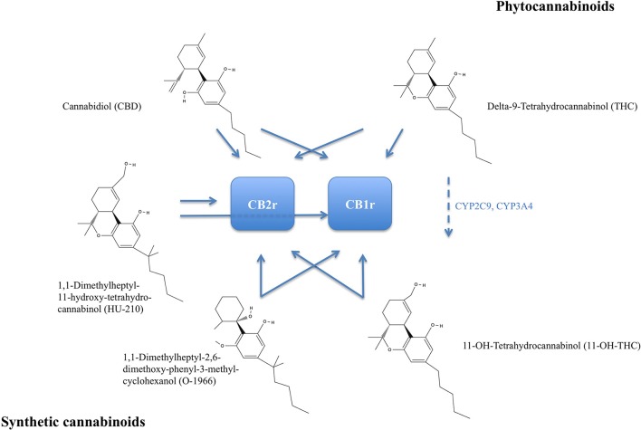 Chemical structures of major phytocannabinoids: Delta-9-Tetrahydrocannabinol (THC) and Cannabidiol. Delta-9-THC is metabolized to 11-OH-Tetrahydrocannabinol by cytochrome P450 2C9 (CYP2C9) and cytochrome P450 3A4 (CYP3A4), broken arrow. Synthetic analogs 1,1-Dimethylheptyl-11-hydroxy-tetrahydro-cannabinol (HU-210) and 1,1-Dimethylheptyl-2,6-dimethoxy-phenyl-3-methyl-cyclohexanol (O-1966). Receptor affinity indicated by blue arrows. THC and 11-OH-THC are psychoactive and both more selectively binding to the CB1 receptor (CB1r). CB2r, CB2 receptor.