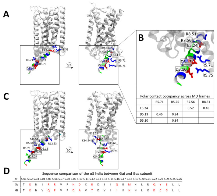 Contact patterns of the α5 helix within the CB1-Gαi and CB1-Gαs complexes. (A) Representative conformation of the α5 Gαs helix in complex with CB1 extracted from MD simulations, residues are colored based on charge (red—negative, blue—positive, green—polar). (B) Polar contacts formed by the Gαi α5 helix with CB1, residues are colored based on charge (red—negative, blue—positive, green—polar) stability of polar contacts is summarized below in a table. (C) Conformation of the a5 Gαi helix in complex with CB1 [PDB code: 6N4B], residues are colored based on charge (red—negative, blue—positive, green—polar). (D) Sequence comparison of the α5 helix between Gαi and Gαs. Positions with non-conserved residue types are indicated in red.