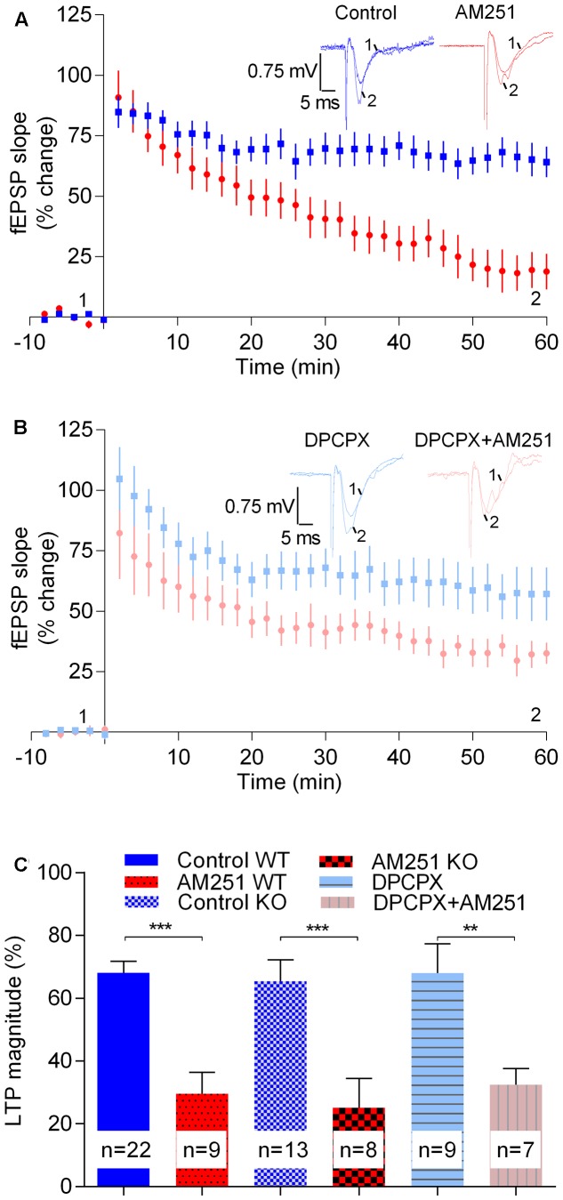 The enhancement LTP caused by physiologically released eCBs does not result from enhanced adenosinergic tonus on A1R. (A) Data obtained in slices taken from A1R KO mice, LTP being induced by a strong-θ-burst in control conditions (no drugs, blue symbols and traces) or in the presence of 1 μM of AM251 (red symbols and traces). (B) Data obtained in slices from wild-type mice in the presence of the A1R antagonist, DPCPX (50 nM) either in the absence (blue symbols and traces) or presence (pink symbols and traces) of AM251 (1 μM). (C) Quantification of LTP magnitude under the indicated conditions. In all cases LTP was induced by a strong-θ-burst. Data from WT mice in the absence of DPCPX (control WT, AM251 WT, panel C) are the same as that shown in Figure 2B, but is represented in this figure to allow comparisons with data from A1R KO mice and with data from WT slices in the presence of DPCPX. ∗∗p < 0.01; ∗∗∗p < 0.001 (F(5,62) = 10.0, one-way ANOVA with Sidak’s correction). For further details see legend to Figure 1.