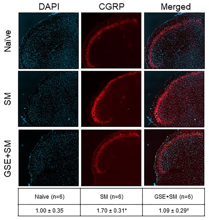Dietary supplementation with GSE inhibits the elevated level of CGRP expression in the medullary horn mediated by exposure of restraint stressed female animals to a pungent odor. Tissues from the upper spinal cord were obtained from Naive animals, 2 h post odor exposure in stressed animals (SM), and 2 h post odor exposure in stressed animals that received GSE continuously in their drinking water (GSE + SM). Representative images of tissues costained with the fluorescent nuclear dye DAPI (left panels), CGRP (middle panels), and merged images (right panels) are shown. The average relative CGRP immunostaining intensity ± SEM as compared to levels detected in Naïve samples (mean value set equal to 1) is reported in the table. *P < 0.05 when compared to Naive levels, #P < 0.05 compared to SM levels.