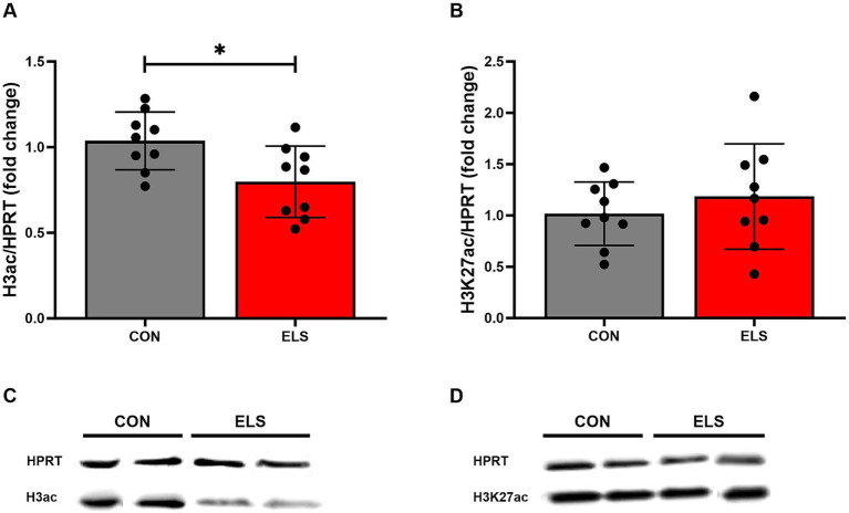 ELS-induced changes on the histone 3 global acetylation in the medial prefrontal cortex (mPFC) of adult male rats. (A) H3 acetylation levels, (B) H3K27 acetylation levels, (C,D) Representative Western Blots from 2 control and two ELS animals, respectively. H3ac/HPRT and H3K27/HPRT ratio is presented as fold change relative to the mean value of the respective control group. Significant results from two-tailed, unpaired t-tests are indicated as *p ≤ 0.05. All bars represent mean ± SD. CON, control (n = 9); ELS, early life stress (n = 9).