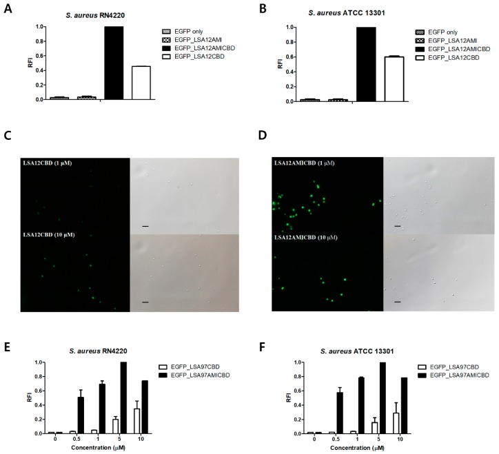 Binding activity comparison among EGFP-fused LysSA12 derivatives. Relative cell binding activities of 1 μM of EGFP_LSA12AMI, EGFP_LSA12AMICBD, and EGFP_LSA12CBD toward (A) S. aureus RN4220 and (B) S. aureus ATCC 13301. Optical and florescent images of S. aureus RN4220 after the addition of (C) EGFP_LSA12CBD and (D) EGFP_LSA12AMICBD at 1 μM (top) and 10 μM (bottom). Relative cell binding activities of EGFP_LSA12CBD and EGFP_LSA12AMICBD were measured with (E) S. aureus RN4220 and (F) S. aureus ATCC 13301 at different concentrations. EGFP did not show binding to S. aureus. The data shown are the mean values from three independent measurements and the error bars represent the standard deviations. The scale bar represents 2 μm.