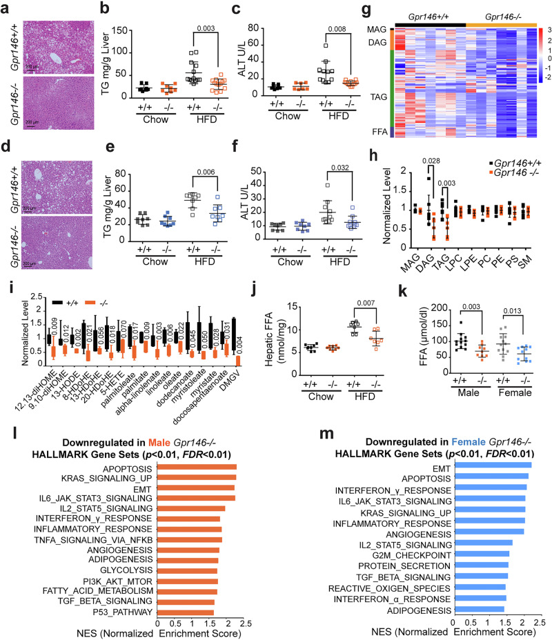 GPR146 Promotes Liver Steatosis in HFD-fed Mice.Haematoxylin and eosin (H&E)-stained liver sections from male (a) and female (d) mice fed HFD for 3 months. Hepatic triglyceride content of 16 h fasted male (b) and female (e) Gpr146 wild-type (+/+) mice and knockout (–/–) littermates fed chow or HFD as indicated (n = 8–13 mice per group). Plasma ALT levels of 16 h fasted male (c) and female (f) Gpr146 wild-type (+/+) mice and knockout (–/–) littermates fed chow or HFD as indicated (n = 8–13 mice per group). g Heatmap of hepatic monoacylglycerol (MAG), diacylglycerol (DAG), triacylglycerol (TAG), and free fatty acid (FFA) species measured by lipidomics of 16 h fasted male mice fed HFD (n = 7 mice per group). h Hepatic total MAG, DAG, TAG, LPC (Lysophosphatidylcholine), LPE (Lysophosphatidylethanolamine), PC (Phosphatidylcholine), PE (Phosphatidylethanolamine), PS (Phosphatidylserine) and SM (Sphingomyelin) of 16 h fasted male mice fed HFD (n = 7 mice per group). i Relative level of various oxidized lipid species and FFAs in liver of male mice fed HFD for 3 months (n = 7 mice per group). Box plots show the median (center line), interquartile range (25th–75th percentiles; box bounds), and whiskers indicate the minimum and maximum values; individual data points represent single mice. j Hepatic total FFA content of 16 h fasted male Gpr146 wild-type mice and knockout littermates fed chow or HFD as indicated (n = 8–13 mice per group). k Plasma FFA levels of 16 h fasted male and female Gpr146 wild-type mice and knockout littermates fed HFD for 2 months (n = 8–13 mice per group). Top ranking HALLMARK pathway gene sets discovered from gene set enrichment analysis (GSEA) of genes differentially expressed in liver of 16 h fasted male (l) and female (m) mice, with significance assessed by permutation-based testing and FDR correction. Bars in (b, c, e, f and h–k) indicate mean ± s.d. Bars in (b, c, e, f and h–k) indicate mean ± s.d. Statistical analyses were performed using two-sided unpaired t tests (b, c, e–k), with P values indicated. Source data are provided as a Source Data file.