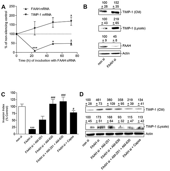 Impact of FAAH knockdown on tumor cell invasion and TIMP-1 expression - role of cannabinoid-activated receptorsA. Time-courses of FAAH- and TIMP-1 mRNA expression following knockdown of FAAH. A549 cells were incubated with 2.5 μg/ml FAAH siRNA or a non-silencing siRNA (non si, dashed line) for the indicated times. B. TIMP-1 and FAAH protein expression was measured by Western blots of cell lysates and cell culture media (CM, upper blots). For analysis of protein levels A549 cells were incubated with 2.5 μg/ml siRNA or a non-silencing siRNA for 72 h. Values above the Western blots indicate means ± SEM obtained from densitometric analyses. C, D. Impact of antagonists of cannabinoid-activated receptors on the anti-invasive and TIMP-1-inducing action of FAAH siRNA. A549 cells were incubated with 2.5 μg/ml siRNA or a non-silencing siRNA for 72 h in the presence or absence of receptor antagonists (all at 1 μM) to CB1 (AM-251), CB2 (AM-630) and TRPV1 (capsazepine). Values are means ± SEM of n = 4 (A, FAAH mRNA, 24 and 48 h; B, TIMP-1 blots), n = 3 (A, TIMP-1 mRNA, 48 h; C,D), n = 8 (A, FAAH mRNA, 72 h; A, TIMP-1 mRNA, 24 h), n = 9 (B, FAAH blots) or n = 10 (A, TIMP-1 mRNA, 72 h) experiments. *P < 0.05, ***P < 0.001 vs. non-silencing siRNA-transfected cells, #P < 0.05, ###P < 0.001 vs. FAAH siRNA-transfected cells; ANOVA plus post hoc Bonferroni test (C) or Student's t test (A).