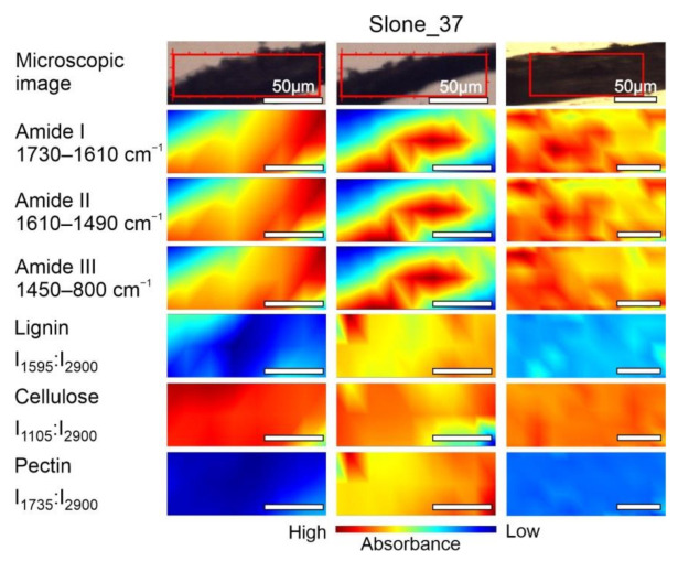 Microscopic images and FT-IR chemical maps of Slone_37 group. Three individual fibre cross sections presented in columns. In rows maps of chemical distribution of amide I (1730–1610 cm−1), amide II (1610–1490 cm−1), amide III (1450–800 cm−1), lignin (I1595:I2900), cellulose (I1105:I2900) and pectin (I1735:I2900). White bars represent 50 µm.