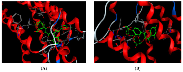 Isorhamnetin-3-O-(2-glucosyl) rutinoside docked onto the CB1-binding site (A) and isorhamnetin 3-O-β-glucopyranoside-7-O-α-rhamnopyranoside docked onto the CB2-binding site (B).